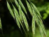 Bach Flower Of The Month: Wild Oat ~ The Remedy Of Soul Purpose