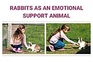 Why choose Rabbits as Emotional Support Animals? - Fast ESA Letter