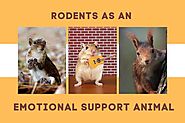 Rodents as an Emotional Support Animal - Fast ESA Letter