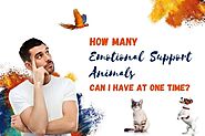 Can I have multiple Emotional Support Animals? - Fast ESA Letter