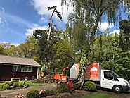 Tree Surgeon Cobham, Tree Surgery - Beechwood Tree & Landscaping Services