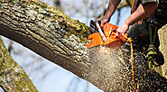 When and Why You Need to Hire a Professional Tree Surgeon in Dorking – Beechwood Tree Services