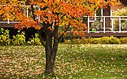 Autumn Is Here – Tips for Taking Care of Your Trees – Beechwood Tree Services