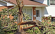 Tips By Tree Surgeons To Take Care Of Trees Before And After A Storm – Beechwood Tree Services