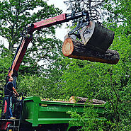 4 Common Tree Surgery And Forestry Services Offered By Tree Surgeons