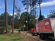 Know The Responsibility Of A Tree Surgeon Before Hiring One