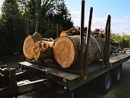 Few Safety Techniques Tree Surgeons In Cobham Follow