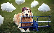 Airline Rules To Fly With Emotional Support Animals - Fast ESA Letter