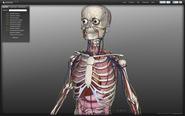 BioDigital Human: Explore the Body in 3D!