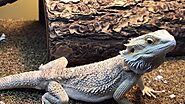 Wide Variety of Different Reptile Supplies and Products in One Place!