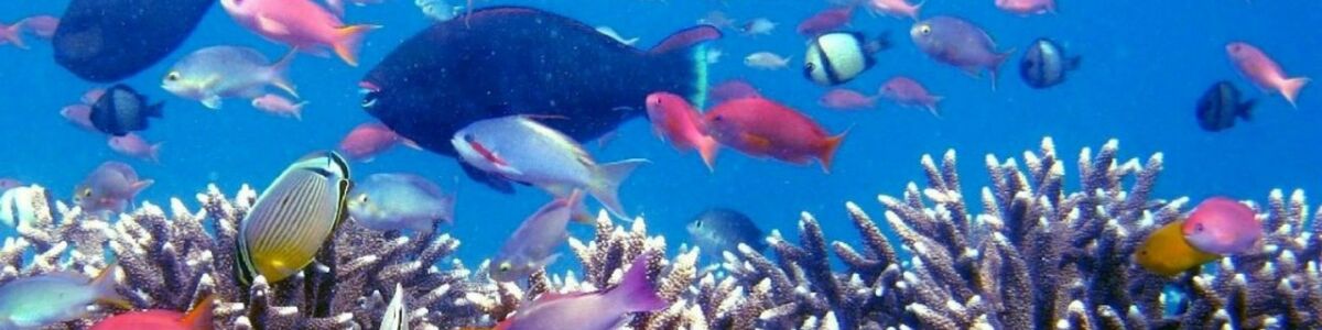 Listly the best dive sites in maldives discover underwater marvels headline
