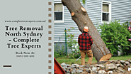 Tree Removal North Sydney - Complete Tree Experts