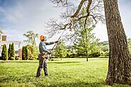 Tree Trimming Sydney - Complete Tree Experts