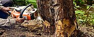 Why Tree Removal Services in Sydney Important for Your Property