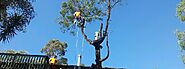 Tree Services Sydney - Complete Tree Experts