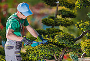 Tree Services North Sydney - Complete Tree Experts