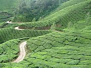 India’s supply chain struggles contributing to rise in tea prices - Trans.INFO