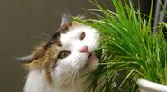 Grow grass for your cats and other pets
