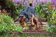 Pampered Pets Bed & Biscuit: Keep the Garden Growing
