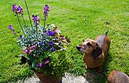 Poisonous Plants for Dogs: 51+ Toxic Plants to Watch Out | Hort Zone