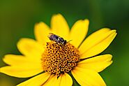 10 conseils pour attirer les abeilles au jardin