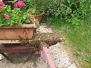 Un blog pour les abeilles » essaim sauvage