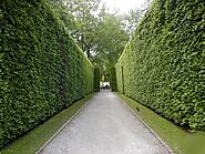 Osmanthus Burkwoodii | Hedge Plants