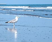 Sohar Beach