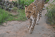 Arabian Leopard
