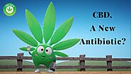 CBD, A New Antibiotic | CBD Safe