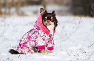 Website at https://bestonlinestuffs.com/dog-winter-hoodies/