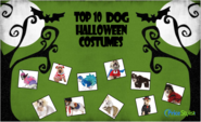 Top 10 Dog Halloween Costumes 2014 - Price Stylist