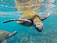 Swim with Sea Turtles