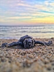 Watch Baby Turtles Hatch and run for the ocean