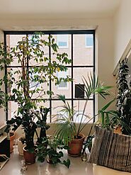 A Guide to Living with Plants for Busy People – Top Real Estate Updates