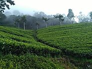 Tea Plantations