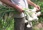 Garlic Planting Time in November