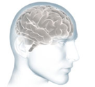 Brain Tour: An Interactive Look Inside | Alzheimer's Association