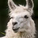 Become a member of the Michigan Llama Association