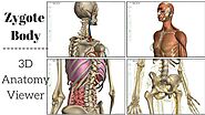 Zygote Body 3D Anatomy Online Visualizer | Human Anatomy 3D