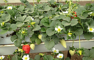 Take A Wise Decision For Growing Strawberries In Coco Coir 100% Natural & Biodegradable Product