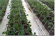 To optimize growing strawberries in coco coir, use our organic grow bags