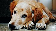 How Can You Cure Anxiety in Pet Dogs?