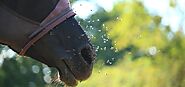 Top #15 Best Fly Mask for Horses Reviews in 2020