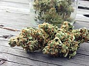 Buy Amnesia Haze marijuana strain (Autoflower) online without prescription