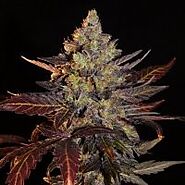 Browse the comprehensive selection of feminized marijuana seeds from Cannapot Houston