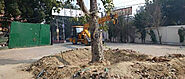 Tree transplantation in delhi