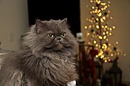The Persian cat: personality, traits, and history - Love4pets.club