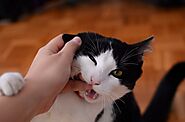 5 Steps to Eliminate Petting Aggression in Cats - Love4pets.club
