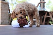14 techniques to wean your dog from chewing on everything - Love4pets.club